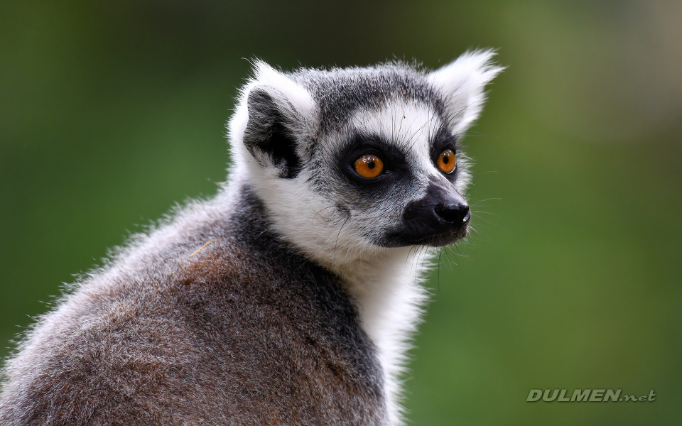 Ring-tailed Lemur (Lemur catta)